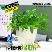 豆瓣绿盆栽白脉椒草钻石翡翠桌面绿植办公室内好养活小盆栽高级感