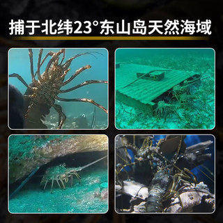 贝鲜猫新鲜小青龙 大龙虾青龙波士顿龙虾 鲜活冷冻花龙特大青虾海鲜 2只*3-4两/只