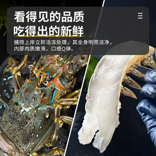 贝鲜猫新鲜小青龙 大龙虾青龙波士顿龙虾 鲜活冷冻花龙特大青虾海鲜 2只*3-4两/只