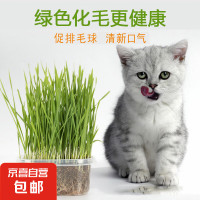 JX 京喜 猫草种子营养土 手工种植猫草盆栽套盒 无土种植去毛球化毛猫零食 3包猫草种子