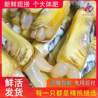 康胜谊圣子王鲜活蛏子蛏新鲜蛏子现捞现发即食营养活发带壳无污染 1000g  两斤（）