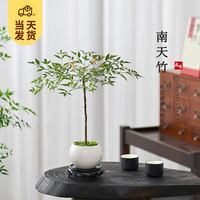 开时果 南天竹盆栽室内盆景 庭院古风观叶客厅造景桌面绿植源头直发 【整高20-25/单株】白玉圆陶盆