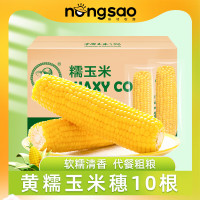 PLUS会员：东北农嫂 黄糯玉米 170g*10根
