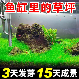 临雅水草种子生态鱼缸造景无泥土水草种孑籽古法养鱼水培植物阴性真草 精品牛毛水草1.5万粒+营养液1包