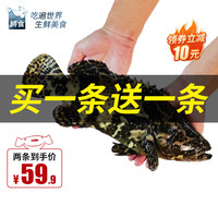 鲟食活冻石斑鱼野外生长海捕龙胆珍珠斑 老虎斑生鲜鱼类海鲜 石斑鱼500-600g/条