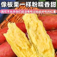 现挖陕西板栗红薯粉面香甜沙地蜜薯农家自种新鲜番薯小香薯甜地瓜