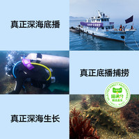 喵满分 久年 国标三级 大连淡干海参 250g 礼盒装