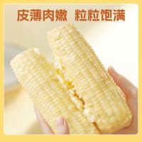 农科玉 白甜糯玉米 260g*8根