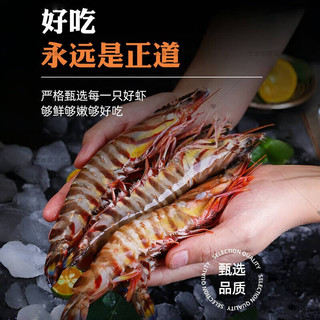 七冰东 竹节虾鲜活海捕速冻超大斑节虾九节虾野生基围虾对虾海鲜水产 特大稀有25-27cm 【4-5只/斤】 500g/盒