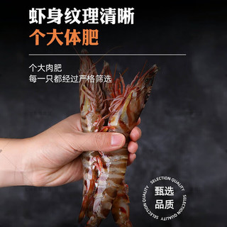 七冰东 竹节虾鲜活海捕速冻超大斑节虾九节虾野生基围虾对虾海鲜水产 特大稀有25-27cm 【4-5只/斤】 500g/盒
