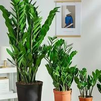 金钱树盆栽摇钱树花苗发招财树花卉盆室内绿植物客厅办公室钱串子