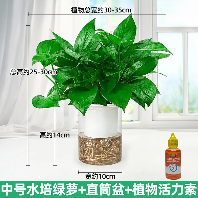 无土水培】水培发财树盆栽室内好养植物绿萝水养绿植吸除甲醛绿箩