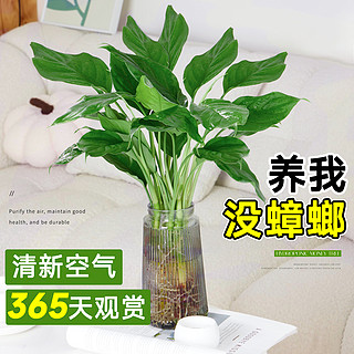 水培植物万年青绿植盆栽室内客厅好养活水养富贵竹吸甲醛植物盆景