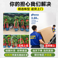 步步高发财树三杆原生客厅大盆栽大型绿植乔迁新居办公室开业