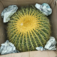 种花迷超大金琥仙人球10-42cm花卉盆栽绿植桌面盆栽阳台多肉规格齐全 直径6厘米