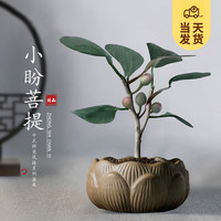 开时果 小盼菩提盆栽（带果）中式禅意植物办公室内桌面小绿植盆景 莲花盆+黄金沙（3-5颗大果） 小盼菩提（带果-含盆植）