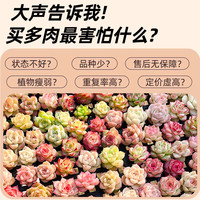 多肉植物大颗好养实惠套餐绿植组合室内外花卉小盆栽含盆土可