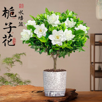 临雅独杆棒棒糖栀子花盆栽带花苞大叶老桩桅子树苗牡丹四季开花卉植物 【带花】棒棒糖栀子花+水培盆
