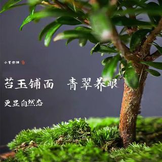 泰西丝小叶赤楠盆景绿植 小号赤楠+山水陶瓷盆+苔藓+塑料方托+1壶