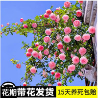 花友藤本月季花苗月季花树苗盆栽特大花苗庭院爬藤植物阳台蔷薇爬墙 粉龙沙宝石【爬藤】大苗 1-1.3米高度多分叉