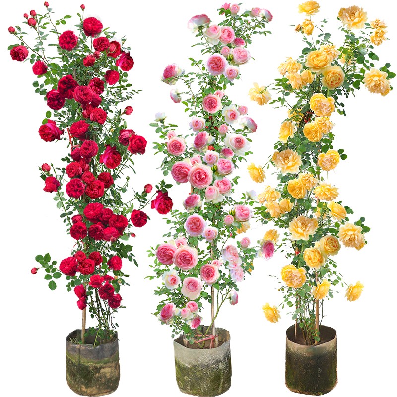 乐子君月季花四季欧月蔷薇花苗藤本月季庭院爬藤植物花卉玫瑰爬墙四季  品种颜色0.8-1米高