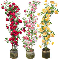 乐子君月季花四季欧月蔷薇花苗藤本月季庭院爬藤植物花卉玫瑰爬墙四季  品种颜色0.8-1米高
