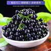 【速发】新鲜龙葵果250g野生东北黑天天黑悠悠黑呦呦黑星星龙葵果新鲜 新鲜龙葵果250克+