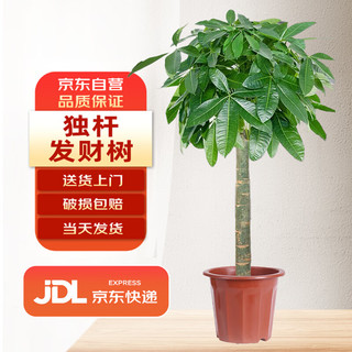 双盟发财树盆栽室内好养大型绿植盆招财树客厅办公室乔迁开业源头直发
