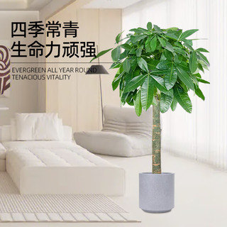 双盟发财树盆栽室内好养大型绿植盆招财树客厅办公室乔迁开业源头直发