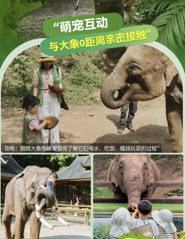 买2大送2小,住进网红小熊猫森林别墅!周末中秋不加价!西双版纳5天「私家团」(含4晚住宿+每日早餐+全程独立用车+导游服务+门票和活动等)