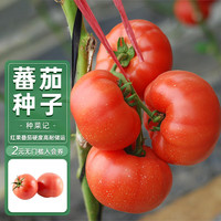 种菜记大红番茄种子红果西红柿产量高东方正大凯斯蒙特无限生长型番茄籽 凯斯蒙特 20粒