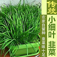 QIANTE 千特 韭菜根苗阳台庭院种植野红紫根食用韭菜苗盆栽种子小细叶韭菜 小细叶韭菜根100棵