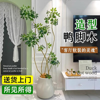 爱优尚大型绿植发财树天堂鸟幸福树盆栽室内客厅办公室除甲醛四季绿植 【造型鸭脚木】1.4-1.6米 智能吸水盆