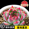 多肉植物套装 肉肉植物 贵货多肉 办公室内创意花卉绿植盆栽 吉娃娃(含盆)