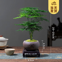 开时果 文竹盆景植物桌面摆件 办公室内净化空气绿植盆栽源头直发 舍得紫砂盆+苔藓+方形底座