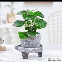 手耕田小盼菩提树盆栽植物室内花卉禅意摆件新中式办公室内桌面绿植盆景 石磨盆菩提+紫砂托盘+苔藓 含盆