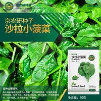 京农研农科院蔬菜种子大叶香菜四季小葱鸡毛菜红苋菜芝麻菜空心菜种籽孑 京农研沙拉小菠菜10克