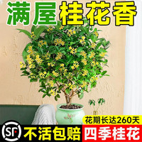 临雅四季桂花盆栽树苗带花苞室内客厅阳台庭院花卉植物浓香耐寒带花苞 四季桂花-高50cm左右