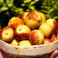 鑫汇利 大冬枣应季脆甜大荔沾化冬枣牛奶枣子水果品水果新 沾化冬枣2.5斤装 单果13-20g