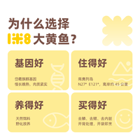 一米八深远海大黄鱼新鲜冰冻三去免处理不挂冰2条装共840g
