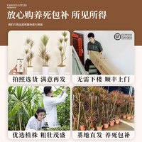  花落叶飘 旺宅 龙血树盆栽