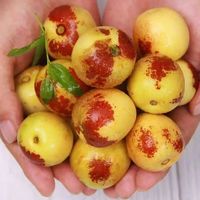 隆盛斋 新鲜采摘大冬枣应季脆甜大荔冬枣牛奶枣子水果送礼品水果新 精选冬枣2.5斤装单果15-20g