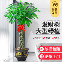 发财树盆栽室内好养大型招财树绿植物客厅办公室乔迁开业花卉盆景