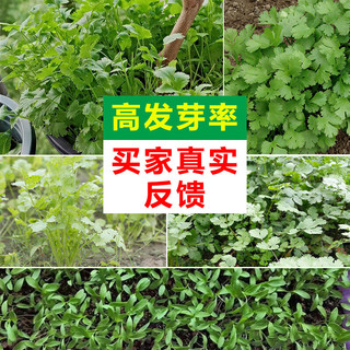 播种心情农家阳台蔬菜香菜种子大全孑籽家庭种植春季四季盆栽小菜园有机 四季香菜种子1包