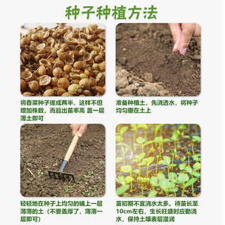 播种心情农家阳台蔬菜香菜种子大全孑籽家庭种植春季四季盆栽小菜园有机 四季香菜种子1包