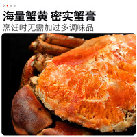 面包蟹鲜活熟冻大螃蟹黄金蟹新鲜海鲜水产特大超大母蟹珍宝黄油蟹