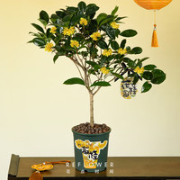 京东鲜花四季桂花树办公室花卉盆栽室内绿植客厅盆景植物中秋物 【花开富桂】爆花款