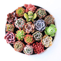 爱你一万年多肉植物室内带盆组合小盆栽精品名贵花卉绿植肉肉多颗装套餐 不重复裸根多肉组合4棵