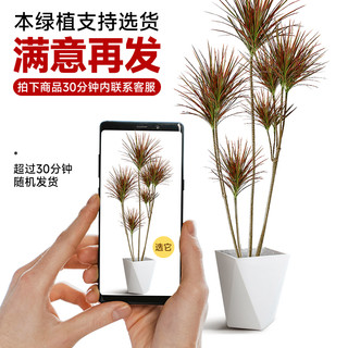千年木大型盆栽马尾铁好养办公室客厅阳台龙血树植物室内七彩铁