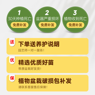 千年木大型盆栽马尾铁好养办公室客厅阳台龙血树植物室内七彩铁